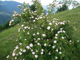 Rosa Canina Plants Hedges Garden
