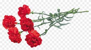 Maybe you would like to learn more about one of these? Ohio Carnation Flower Clip Art Carnations Clipart Free Transparent Png Clipart Images Download