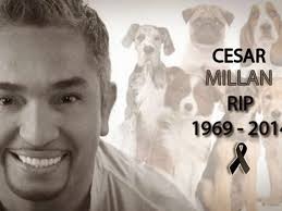 Cesar, césar or cèsar may refer to: Fake Cesar Millan Tot Hoax Im Internet Behauptet Herzinfarkt Welt News