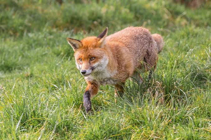Fox hunting: Where did Surrey's MPs stand on proposal to repeal ban | Surrey Live