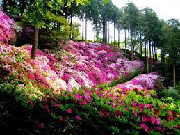 Pin By Crystal Vibrations By Sunscape On Garden Flower Photos Beautiful Flowers Garden Flower Garden Japanese Garden