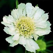 Image result for Scabiosa drakensbergensis