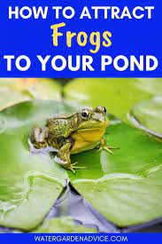 How To Attract Frogs To Your Pond Pond Habitat Ponds Backyard Waterfall Koi Pond Backyard