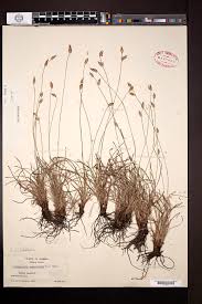 Image result for Abildgaardia ovata