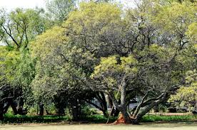 Image result for Erythrophleum africanum