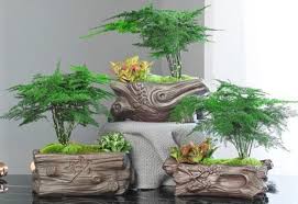 Image result for Asparagus pendulus