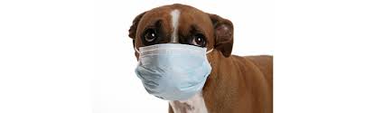 In most cases, coccidia is treated with an antibiotic. Coccidia And Giardia Governors Choice Animal Hospital Inc
