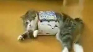 Maybe you would like to learn more about one of these? Fat Cat Small Box Fail Youtube