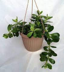 Amazon Com Hanging Jade Plant Crassula Easy To Grow House Plant 6 Hanging Basket Patio Lawn Garden Jade Plants House Plants Plant Decor