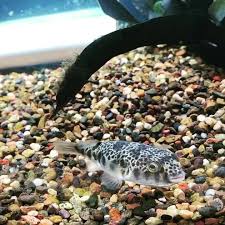 The skin is not covered with scales. Coburg Aquarium Freshwater Puffer Fish Now In Facebook
