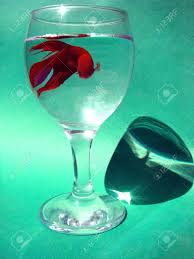 Maybe you would like to learn more about one of these? Cockerel Or Fighter Fish Betta Splendens In Glass With Water Stock Photo Picture And Royalty Free Image Image 4966711