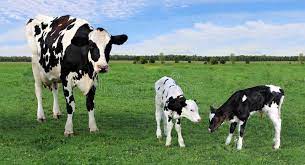 Holstein-Kuhstellung Im Gras Mit Ihren Doppelkälbern Stockbild - Bild von  wolken, familie: 139038641