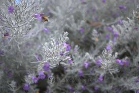 The easter egg says that it gets 4 feet tall and wide. Silky Emu Bush Eremophila Nivea Grafted Mallee Design