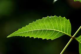 Riset mengenai manfaat daun binahong ini pun mengungkap rahasia khasiat daun ini untuk kesehatan dan kecantikan. 3 Manfaat Daun Mimba Intaran Tanaman Obat Yang Serba Guna Kegunaan Efek Samping Interaksi Hello Sehat