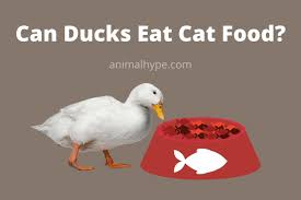 Maybe you would like to learn more about one of these? Can Ducks Eat Cat Food Animal Hype
