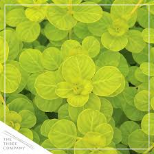 Image result for Lysimachia