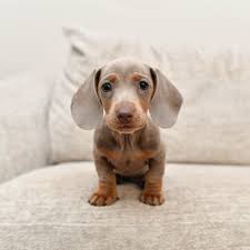 I shall call him…Mini Me” The girls would like you to meet their new baby  brother, Rowdy! Just like Indi, Reese and Mae, Rowdy is a Dachshund 🌭 He  is fitting in