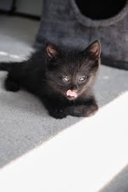 Cute pictures of black kittens. Black Cats Are Often Adopted Last Kitten Finds Luck Before Halloween