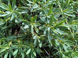 Image result for Struthiola montana