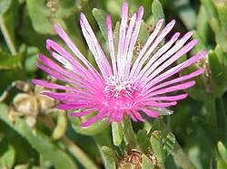 Image result for Pauridiantha dewevrei