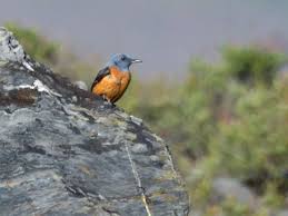 Image result for Corchorus saxatilis