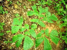 Image result for Anchomanes