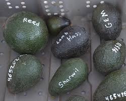 Image result for Dark Avocado 1983 Fedders