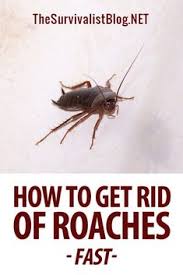 The original diy pest control supply store. 13 How To Get Rid Of Cockroaches Fast At Natural Home Remedies Ideas Cockroaches Natural Home Remedies How To Get Rid