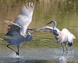 Birds Of Central Florida Two Courting Sandhills Cranes In Central Florida Sandhillcranes Sandhills Birddecor Floridabirds Florida Wildlife Paintings Coastal Birds Beautiful Birds