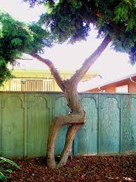 Dancing Like No One Is Watching Weird Trees Tree Unique Trees