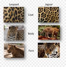 We did not find results for: The Actual Easiest Way To Tell Is That A Leopard Has Difference Between Leopard Cheetah Jaguar Panther Clipart 2818700 Pikpng