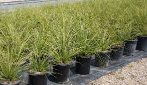 Image result for Motandra