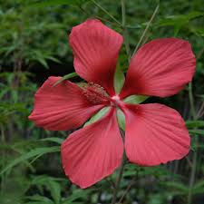 Image result for Hibiscus kirkii