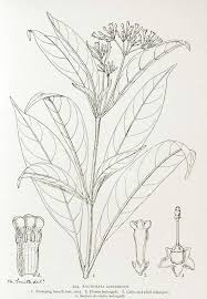 Image result for Rauvolfia mannii