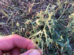 Image result for Tragia adenanthera