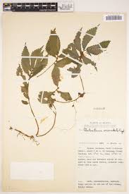 Image result for Elatostema monticola