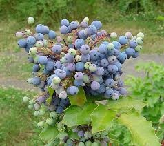 Maybe you would like to learn more about one of these? Oregon State Flower Oregon Grape