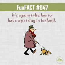 It S Against The Law To Have A Pet Dog In Iceland Dyk Funfacts Fun Facts Pets Funny