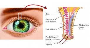 Image result for Blepharis bainesii