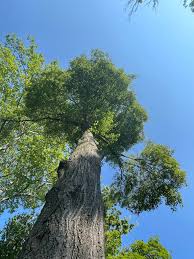 Image result for Littonia lindenii