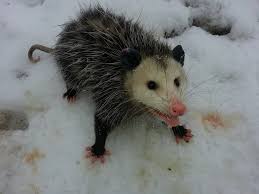 Durham Wildlife Control Where Do Opossums Go In Winter