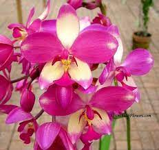 Orchid Hybrid Spathoglottis Parsonsii Tropical Flower Plants Beautiful Orchids Orchid Flower