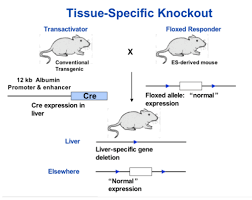 A transgene is a gene that has been transferred naturally, or by any of a number of genetic engineering techniques from one organism to another. 05 Transgenic Animals Flashcards Quizlet