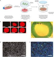 Image result for Hypoxis sp. A (as per FZ 12-3)