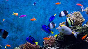 55 Moving Aquarium Wallpapers On Wallpaperplay Aquarium Live Wallpaper Aquarium Screensaver Live Wallpapers