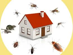 Garbage and trash should be covered properly. The Top 7 Pest Control Franchise Businesses In India For 2021