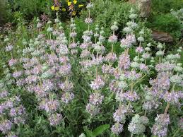 Image result for Salvia stenophylla