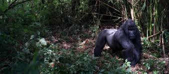 Congo my congo gorilla costume replica movie prop. Virunga Uk Company Bankrolled Soldiers Accused Of Bribery And Violence In Quest For Oil In Africa S Oldest National Park Global Witness