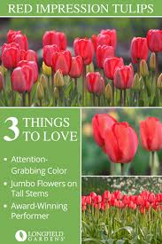 Customer Favorite Tulip Red Impression In 2020 Planting Bulbs In Spring Planting Bulbs Longfield Gardens