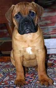 Looking Bullmastiff Puppies Puppy Dogs H U M L N Nymanlcoustics N2tv Mastiff Puppies Bull Mastiff Puppies Bull Mastiff